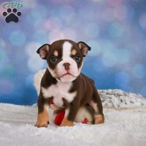 Claire, Miniature Bulldog Puppy